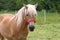 Beautiful Haflinger horse on a pasture