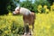 Beautiful Haflinger horse portrait in a rape seed field
