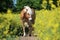 Beautiful Haflinger horse portrait in a rape seed field