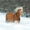 Beautiful haflinger with long mane running in snow