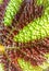 Beautiful hairy brown green leaf flower