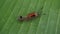 beautiful hairy caterpillars walking on banana leaves