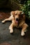 a beautiful, hairy golden retriever dog laying down