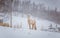 Beautiful hairy horses standing behing the electric fence in heavy snowfall. Norwegian farm in the winter. Horses in blizzard.