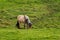 Beautiful hairy icelandic horse in the field eating grass