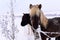 Beautiful hairy icelandic horses