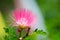 Beautiful hairy pink Albizia Flower in a spring season at a botanical garden.