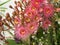 The Beautiful hairy red pink flower of `Corymbia ficifolia` in a spring season at a botanical garden.