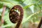 Beautiful hairy tree fern unrolling a young frond at a botanical garden.