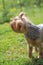 A beautiful hairy Yorkshire terrier stands on a lawn in a park and looks away