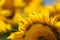 Beautiful half sunflower on focus and blurry background