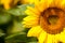 Beautiful half sunflower on focus and blurry background