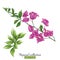 Beautiful hand drawn botanical vector illustration with bougainv