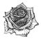 Beautiful hand drawn ornate rose flower in doodle style