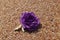 Beautiful hand made rose flower on sand. Vintage retro style decoration. Fashionable female corsage brooch and barrette