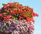 Beautiful hanging basket filled to overflowing with red and lavender colored Petunias