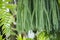 Beautiful hanging branches of blue lycopodium