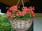 Beautiful hanging flowerpot basket