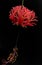 beautiful hanging hibiscus ( hibiscus schizopetalus ) on a black background