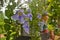 Beautiful hanging wild blue flowers with leaves