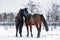 Beautiful Hanoverian racing horses on the snow