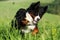 Beautiful happy Bernese mountain dog