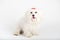 Beautiful happy bichon maltese puppy dog is sitting frontal