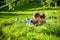 Beautiful happy children, boy brothers, exploring nature with magnifying glass, summertime