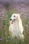 Beautiful and happy dog breed russian borzoi standing in the green grass and violet phacelia field in summer