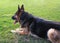 Beautiful and happy German Shepard dog laying in the grass on a sunny day