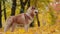 Beautiful Happy Husky dog on a leash looks ahead