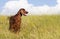 Beautiful happy panting pet dog standing in the grass in summer