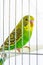 Beautiful happy parrot in a cage in the background