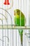 Beautiful happy parrot in a cage in the background