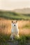 Beautiful and happy Red Shiba inu dog sitting in the field in summer at sunset