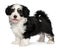 A beautiful happy tricolor havanese puppy dog is s