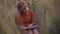 Beautiful happy young woman in field of spikelets and wheat with book on the sunset, blonde in the grass having a good time