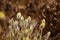 Beautiful hareâ€™s-tail cottongrass in a natural habitat