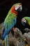 Beautiful Harlequin macaw the blue to green and orange bird perc