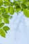 Beautiful, harmonious forest detail, with hornbeam leaves