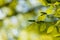 Beautiful, harmonious forest detail, with hornbeam leaves