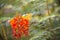 Beautiful harmony of Orange Sulphur Butterfly and Peacock Flower