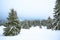 Beautiful harsh view of fir trees in the snow