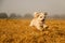 A beautiful havanese dog is running over a stubble field