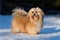 Beautiful havanese dog stands in a snowy park