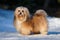 Beautiful havanese dog stands in a snowy park