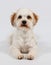 Beautiful havanese portrait in the studio