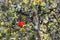 Beautiful Hawaiian Red Ohia Lehua Flower in Bloom on Kaulana Manu Nature Trail