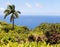 Beautiful Hawaiian view with palm tree