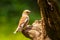 Beautiful hawfinch female, Coccothraustes coccothraustes, songbird perched on wood